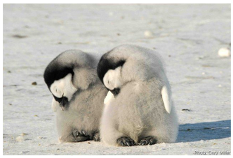 penguins